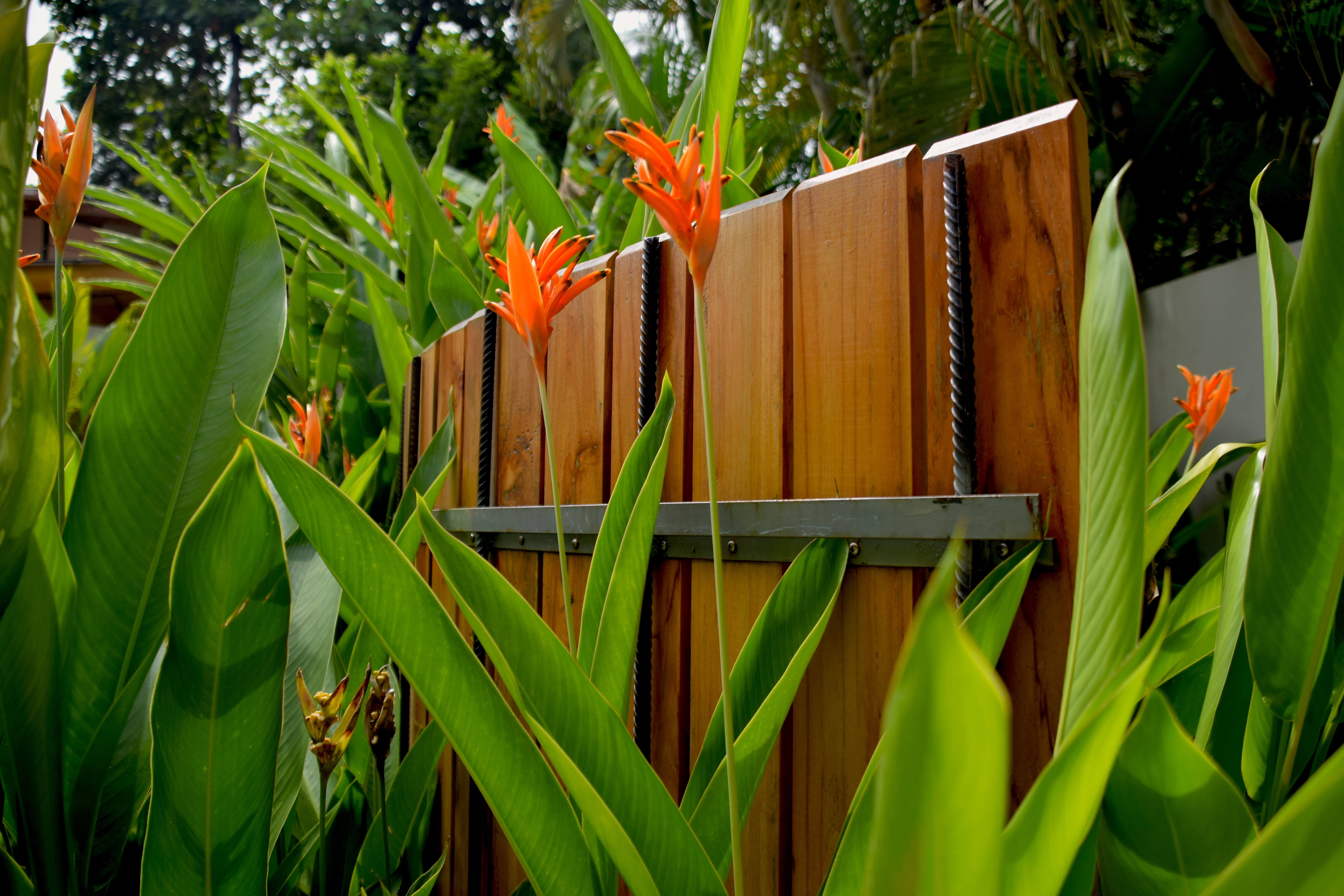 Timber screen and heliconias in a CJarq garden, an example of natural materials on the coast